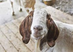 Goat at Pasado's Safe Haven