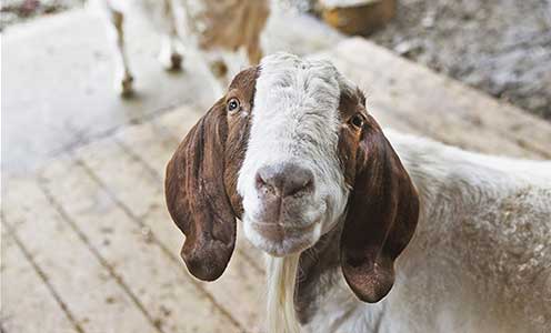 Goat at Pasado's Safe Haven